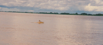 Amazon pink dolphins